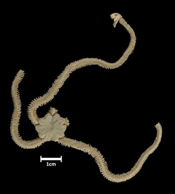 Media type: image;   Invertebrate Zoology OPH-1493 Description: Top down view of single ophiuroid specimen with a scale bar.;  Aspect: dorsal